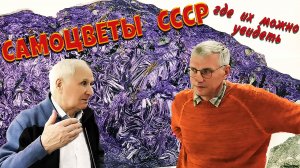 Самоцветы музей. Интересные рассказы о камнях.