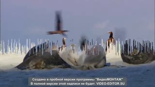 животные смотреть онлайн