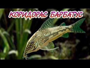 КОРИДОРАС БАРБАТУС. СОДЕРЖАНИЕ И РАЗВЕДЕНИЕ В УСЛОВИЯХ АКВАРИУМА.
