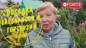 Посадка барбариса и гортензий осенью, как правильно подготовить посадочные ямы