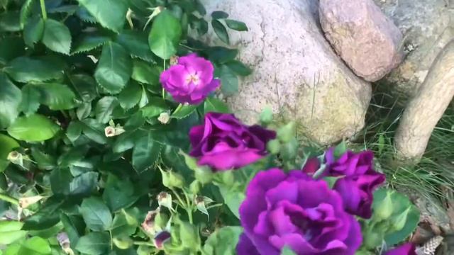Роза Блю фо ю !! Цветение этого года, сравниваю с Рапсоди ин блю. Rose Blue For You