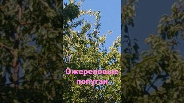 Ожереловый попугай. Ожереловый попугай кричит.