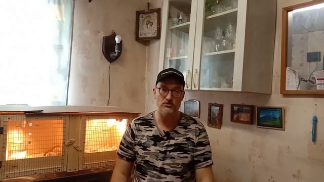 Старт бройлеров 2023||скоро будем с мясом!