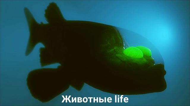 МАКРОПИННА?/Животные life/Рыбы/Животные/Интересные факты смотреть онлайн