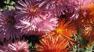 Сергей Орехов  Обработка романса «Отцвели хризантемы»