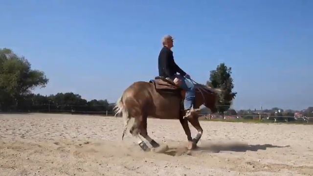 ROUND REINING PROGRAMM by Egon Gerstgrasser смотреть онлайн