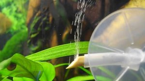 CO2 распылитель из рябиновой веточки