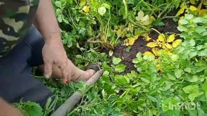 Самый вкусный картофель - СИБИРСКИЙ