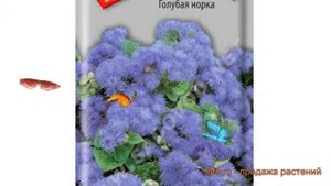 Агератум обыкновенная Голубая норка ? обзор: как сажать, семена агератума Голубая норка