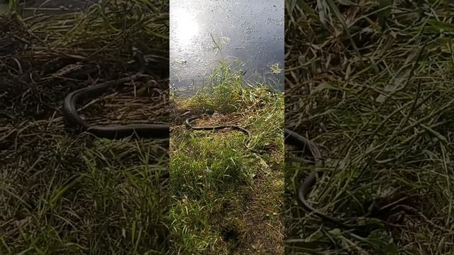 как прошёл день на воронежском водохранилище: смотреть онлайн