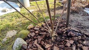 Обрезка трёхлетних кустов метельчатой гортензии Граффити и Скайфол