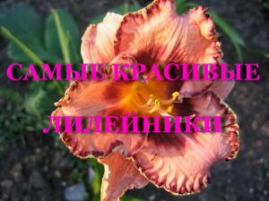 САМЫЕ КРАСИВЫЕ ЛИЛЕЙНИКИ