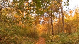 Путешествие в осенний лес часть 1