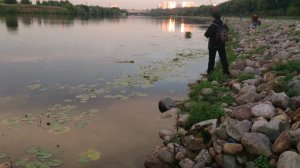 Берш в кувшинках