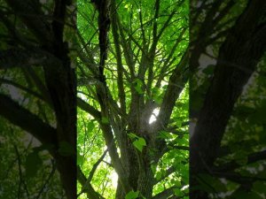 Развешиваю ловушки на бродячие рои