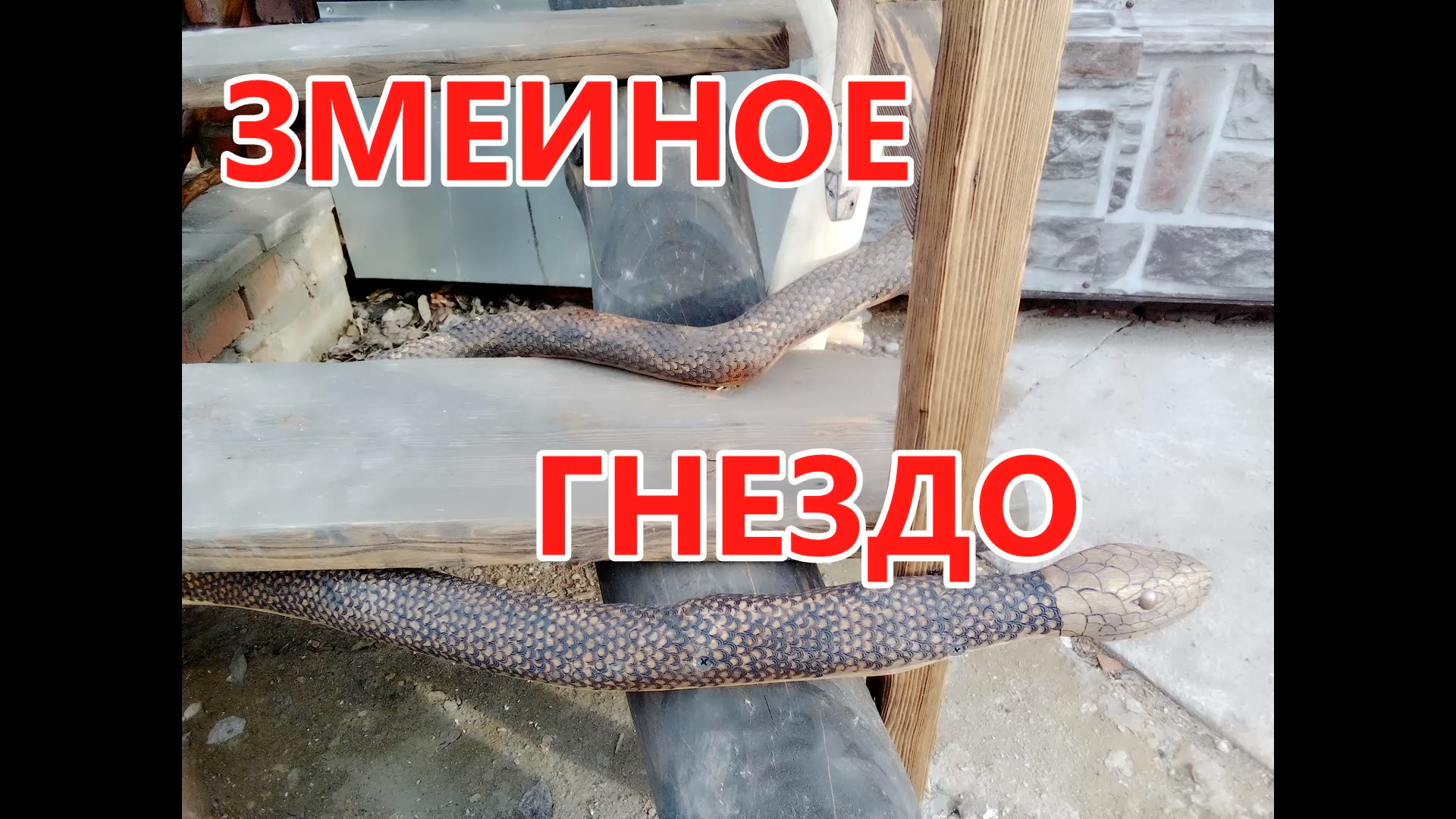 Змеиное гнездо