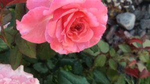 РОЗОВАЯ КЛУМБА #2 ? Обзор