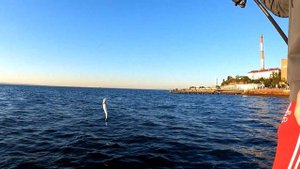Скумбрия. Рыбалка во Владивостоке. Новичкам всегда везёт!