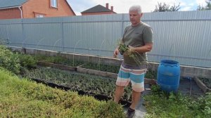 Самый урожайный сорт клюквы!!!