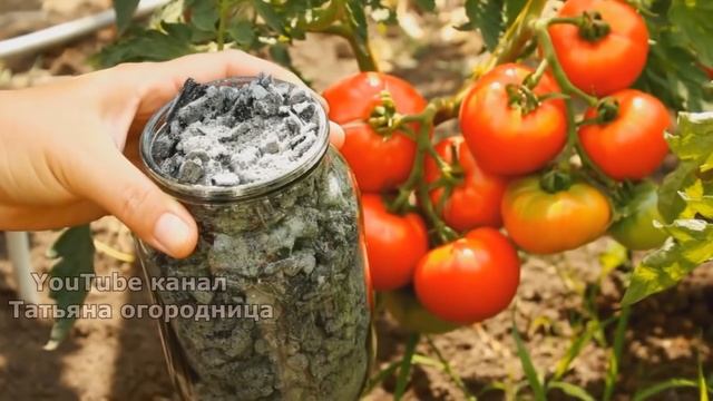 Сделайте томаты сладкими и сахаристыми! Как ускорить созревание и улучшить вкус плодов? смотреть онлайн