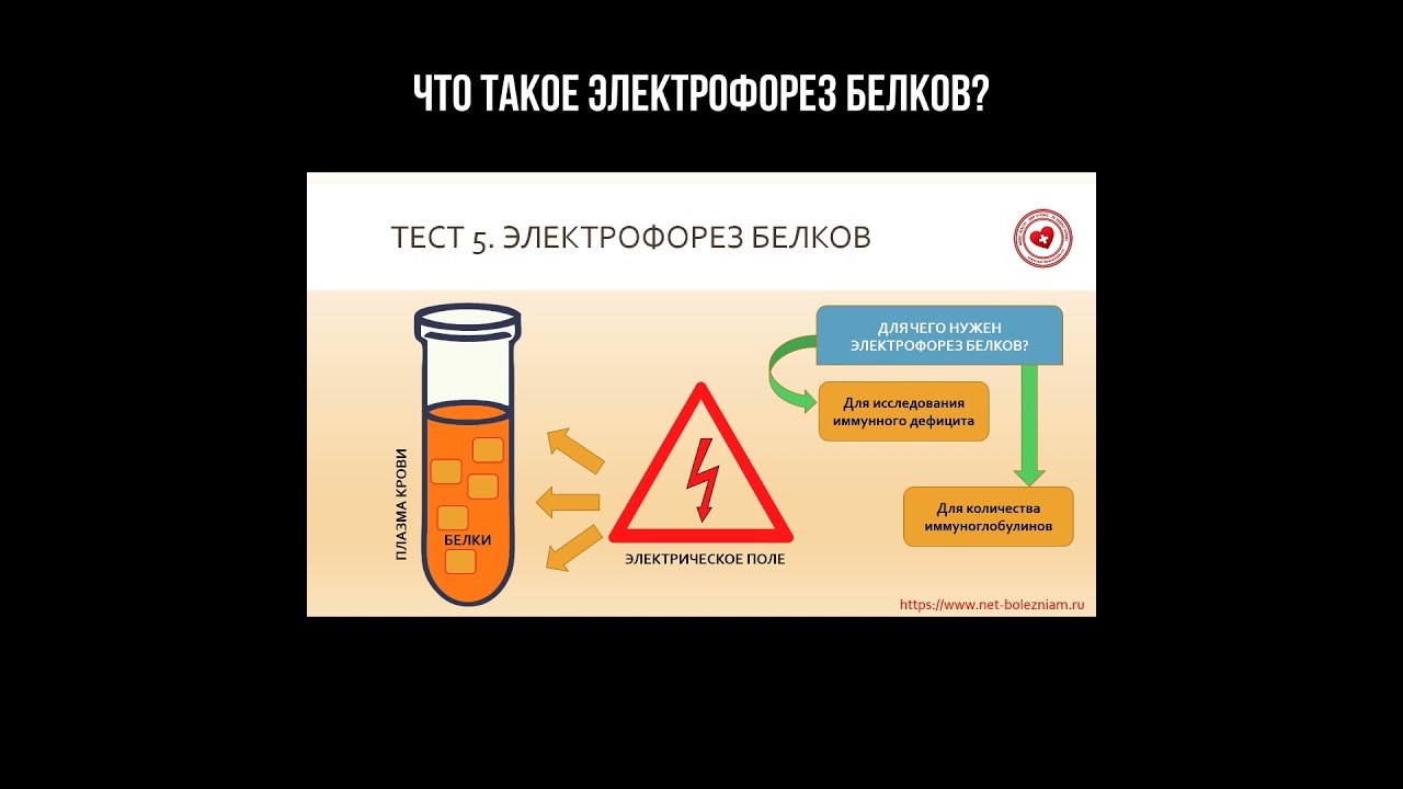 Что такое электрофорез белков?