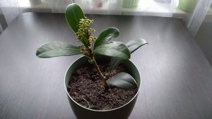 Скиммия первое цветение, Скиммия результат укоренения черенками в воде