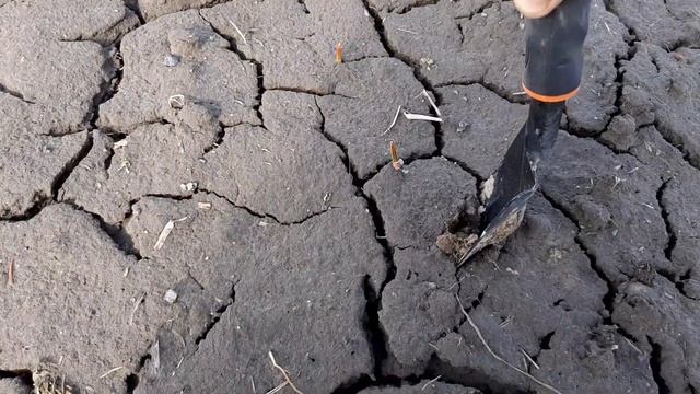 Первая подкормка чеснока, сульфат магния. Перезимовка чеснока, состояние корневой. Ждем потепления! смотреть онлайн