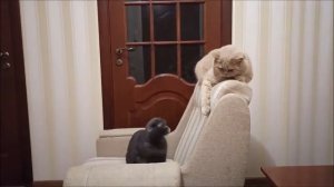 ВЯЗКА . ЛЮБОВНЫЕ ИГРЫ У КОШЕК.