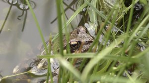 Лягушка покушала Красивое видео 4К | The Frog is eating Beautiful Nature Ultra HD