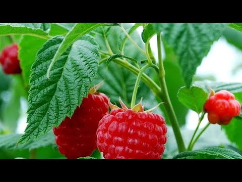 Малиновые листья. Оздоровление всего организма!!! sD4puZ5Zq5Y смотреть онлайн