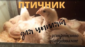 Курятник для цыплят. Устройство, оборудование.