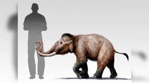 Карликовый мамонт: История жизни