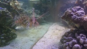 Крылатка опасная аквариумная рыбка