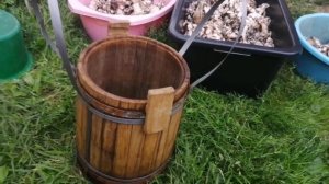 Груздь осиновый (скрипун). Чистим, маринуем, солим.