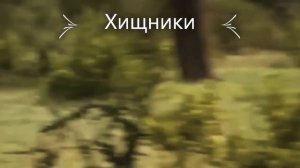 Львицы напали на бородавочника