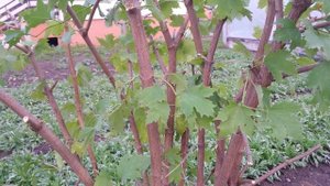 Дела осенние, неторопливые/Как укоренить калину.