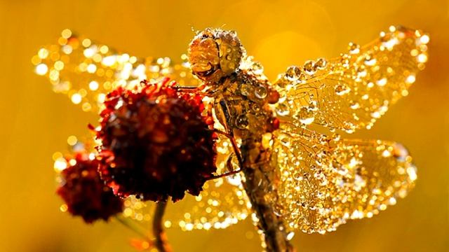 Стихи для Души - Твоя Душа... смотреть онлайн