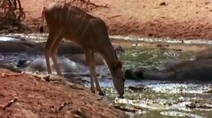 Эти обезьяны Охотятся даже на Копытных! Павианы – Агрессивные бандиты Африки! #funnyanimals