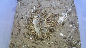 Зофобас пожирает бычка (timelapse) Zophobas bull fish feeding