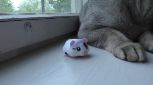 СЛАДУНУ ПОДКИНУЛИ МАЛЫША ХОМЯКА! ДЕЛАЕМ ДОМИК И УСТРАИВАЕМ ИСПЫТАНИЯ