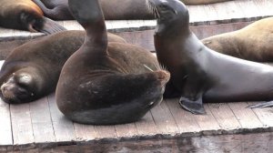 Пирс 39: морские львы в Сан-Франциско. Калифорнийские морские львы - Pier 39 Sea lions