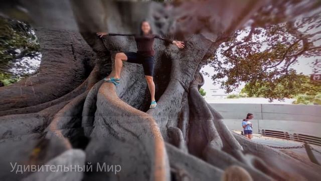 ДЕРЕВЬЯ КОТОРЫЕ ПОРАЖАЮТ ВООБРАЖЕНИЕ. Необычные деревья,которые удивляют своим величием смотреть онлайн