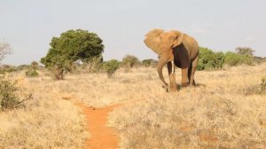Русские разозлили слона и слон показал кто хозяин саванны. Часть1 Angry elephant showed Russian guy