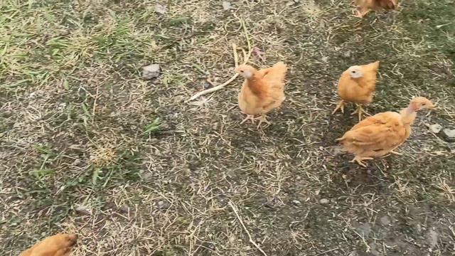 🐓Деревенский влог!🐐Коза! Звуки природы| Сельский вайб!🌿#природа  #деревенскийблог #деревенскаяжизнь