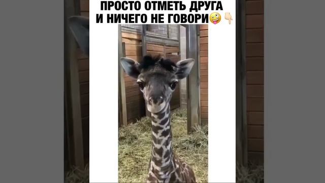 Детёныш жирафа показывает язык