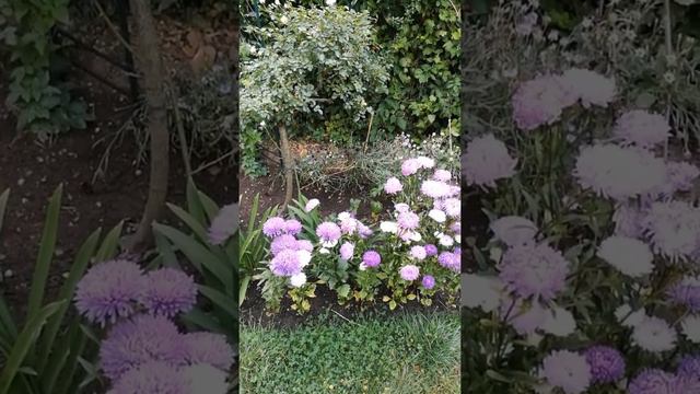 #Астры#АэлитаСемена#синиеЦветы#ОбзорСортов