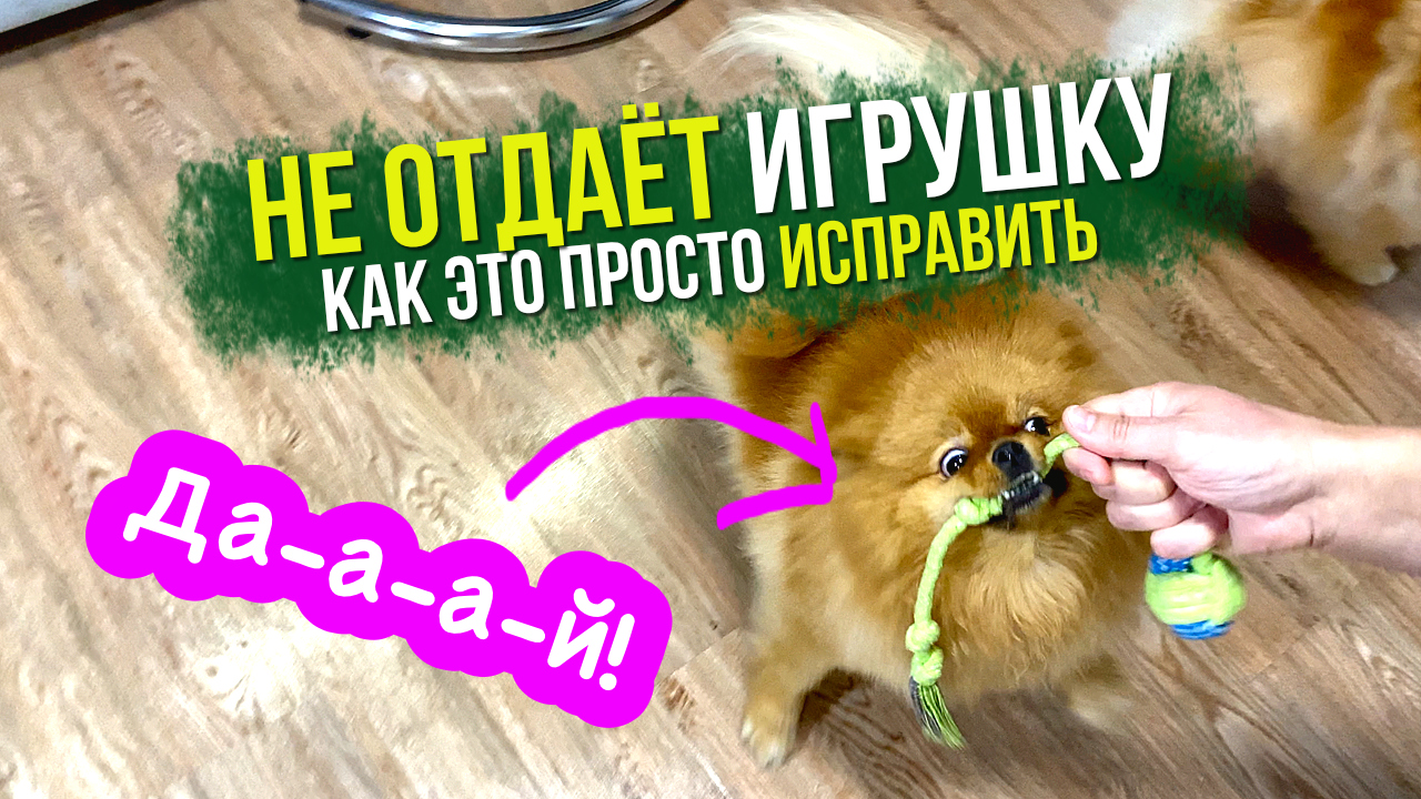 Если собака не отдаёт игрушку. Простой способ научить щенка отдавать предмет
