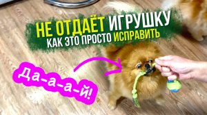 Если собака не отдаёт игрушку. Простой способ научить щенка отдавать предмет