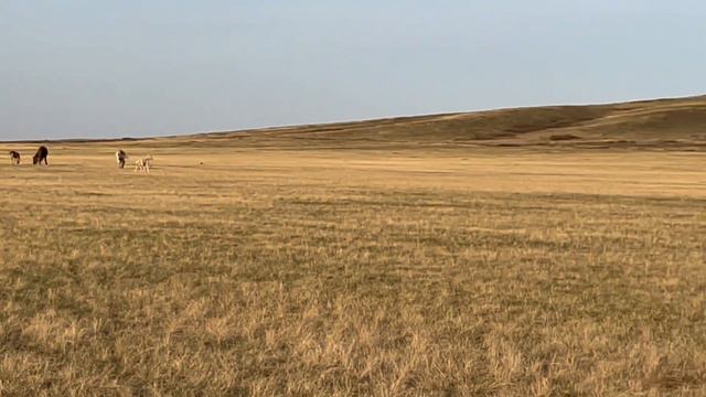 И лошадям снится 18+🫣🤭#айгыр #жылкы #жылкы #коневодство # смотреть онлайн