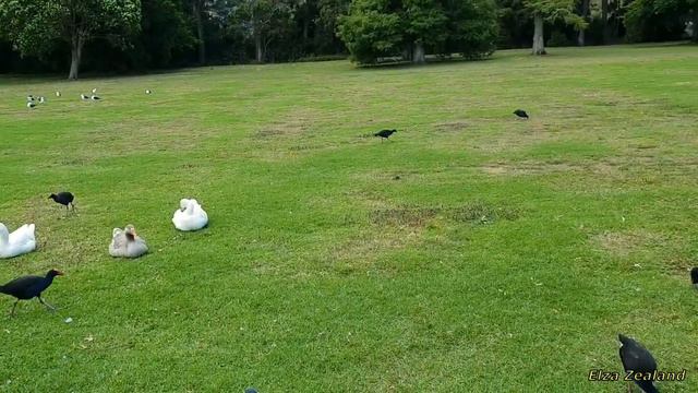 Птичье царство в парке 🐦 смотреть онлайн